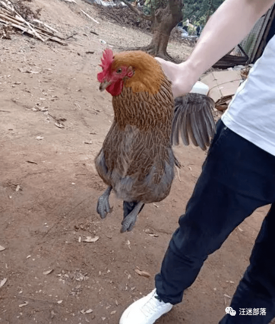 徐锡华 | 杀鸡_鸡头
