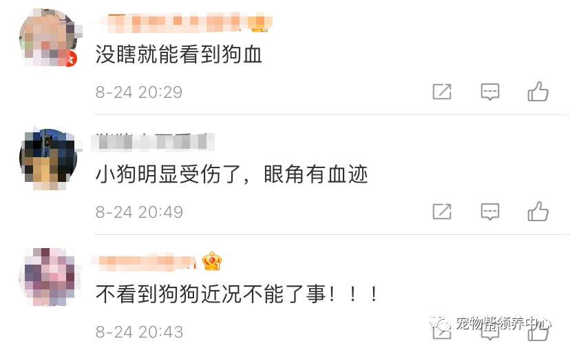 李某阳|洗衣机柯基终于找到,还活着!可还是留给了施虐者养……