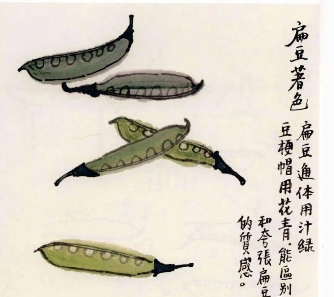 国画教程扁豆画法
