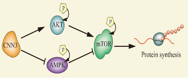 团队|新发现！广州科研团队首次报道特定物质可促进肌损伤修复