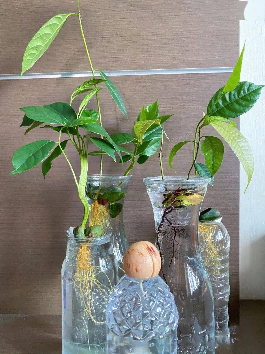 水果核吃完别扔泡泡水还能有新的惊喜