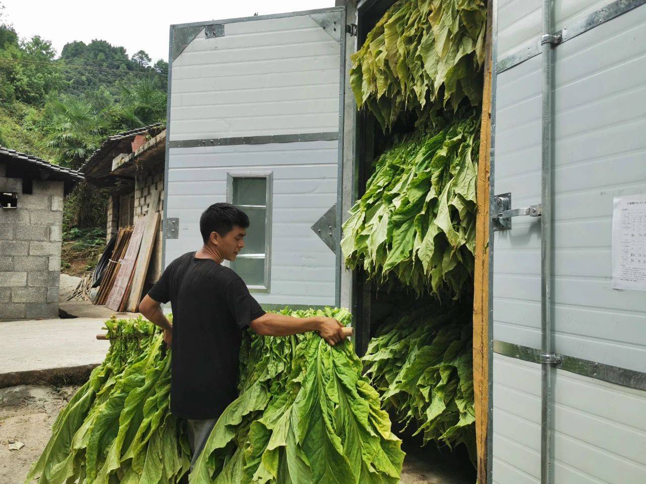 德江沙溪乡:烤烟迎来丰收季产值达2550万