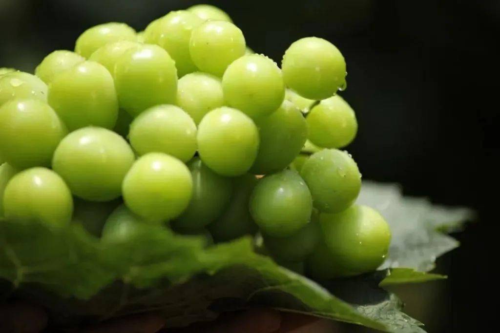 阳光玫瑰葡萄2020年价钱 8aab072358234b7dbaf9f225d6460e4e.jpeg