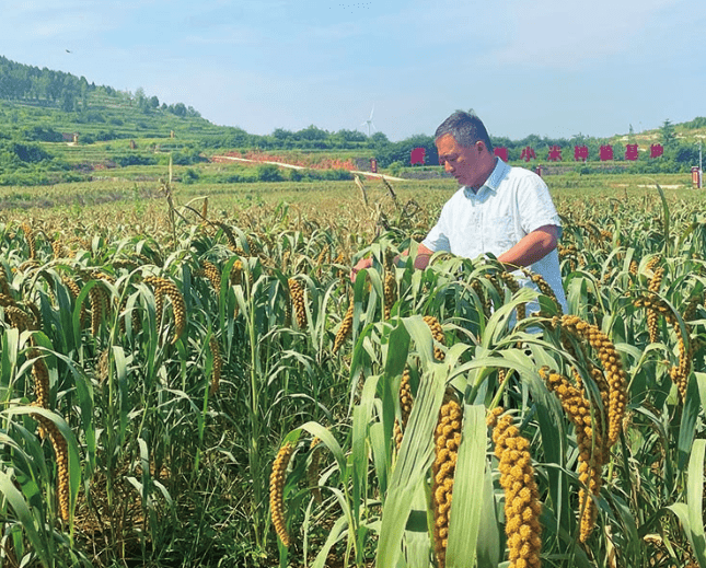 肥城市安临站镇虎门小米喜获丰收!_种植
