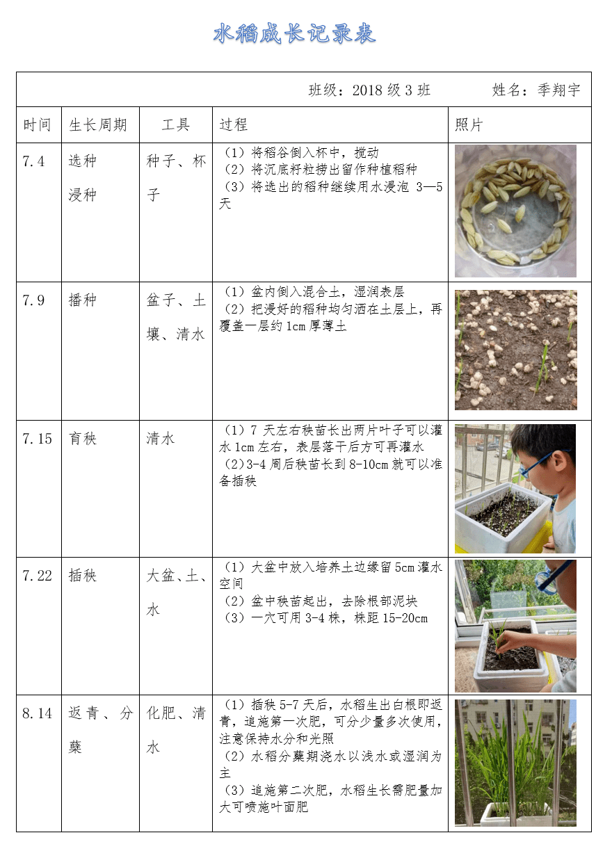 水稻播种时间图片