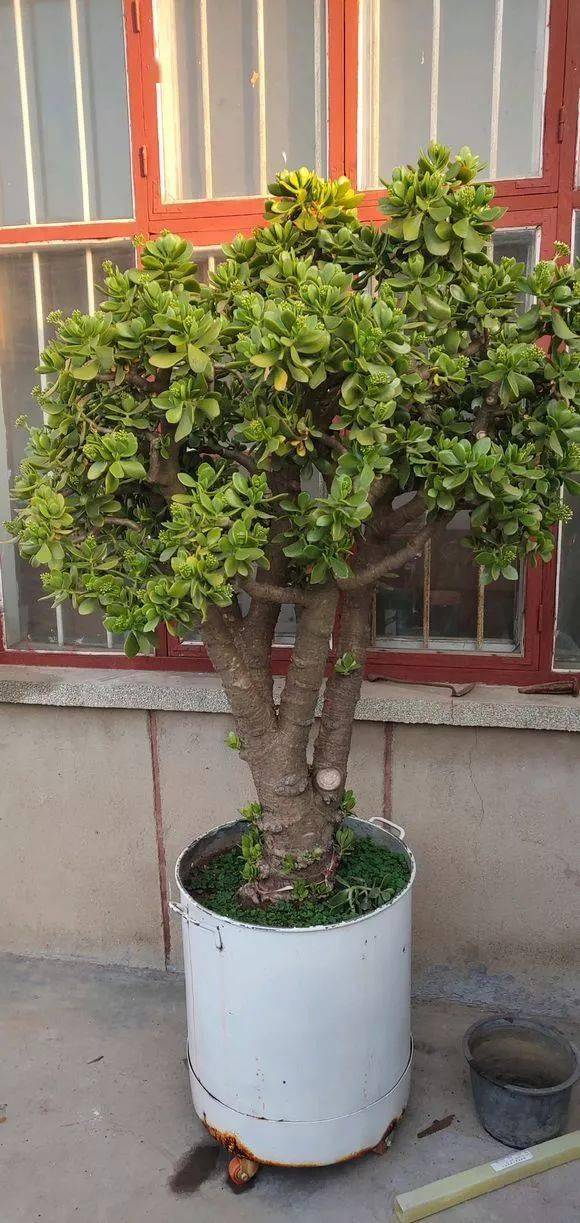 别人家的玉树又高又壮又爆花太震撼了吧