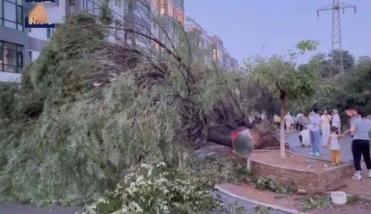 实拍恐怖瞬间!葫芦岛遭遇龙卷风,居民窗户被刮掉大树被连根拔起
