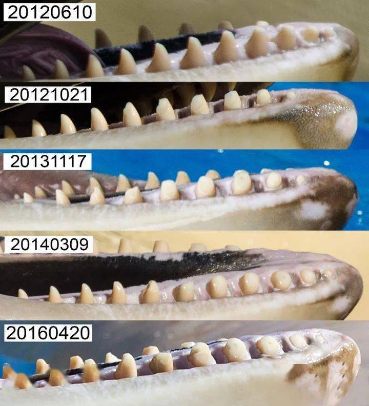 海洋顶级霸主虎鲸的牙齿很容易磨损这主要因为虎鲸的牙口不行这并不是