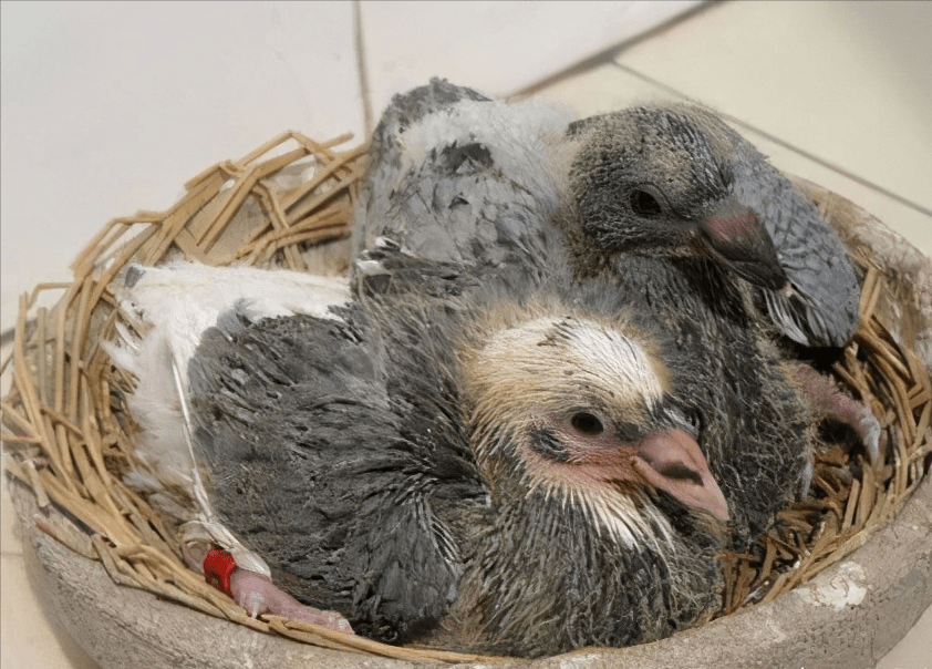 赛鸽归巢能力的分析_鸽子