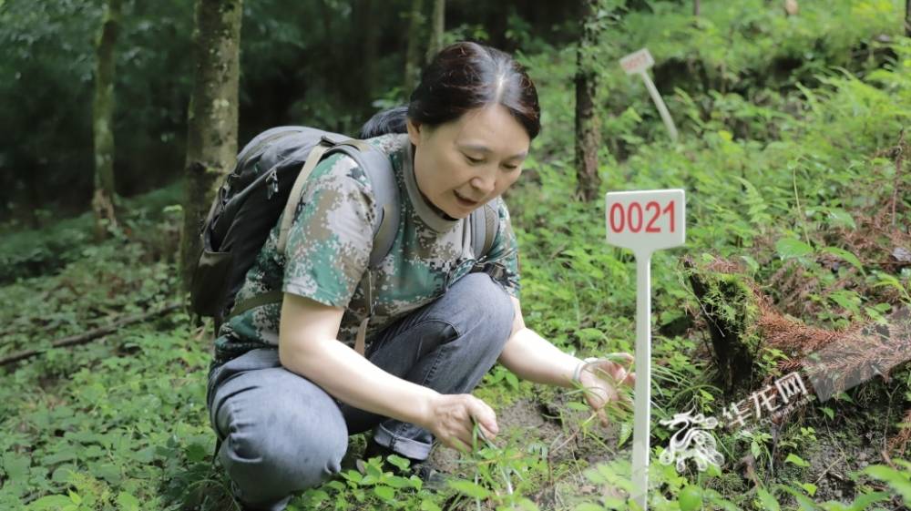 32年，她在悬崖峭壁“历险寻杉”