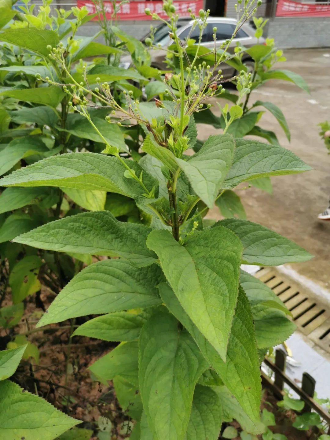 【百草园地】本草品鉴 | 南充三区药用植物赏析(一)