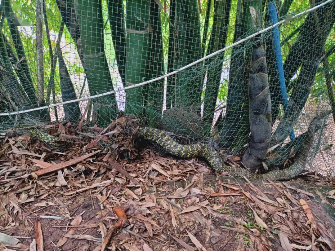 高县一农户家网住一条身长约2米,重约8至10斤的大蛇