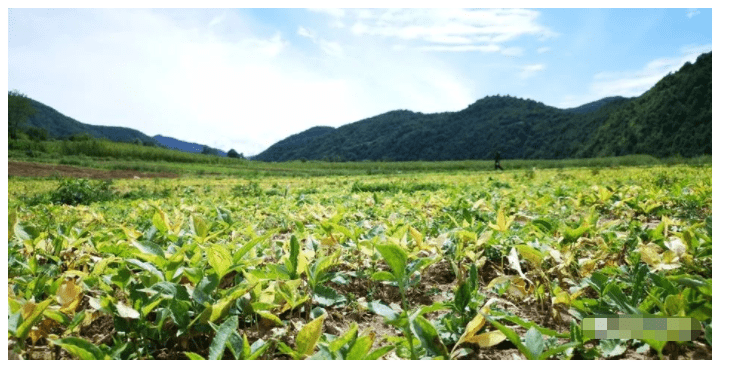 清水:小半夏成群眾致富