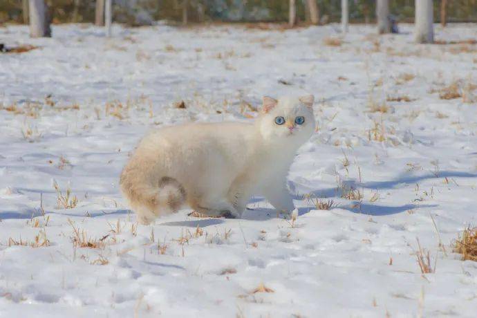这是你的焦糖雪顶猫吗?