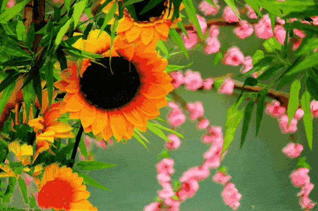 向日葵开花动态图图片