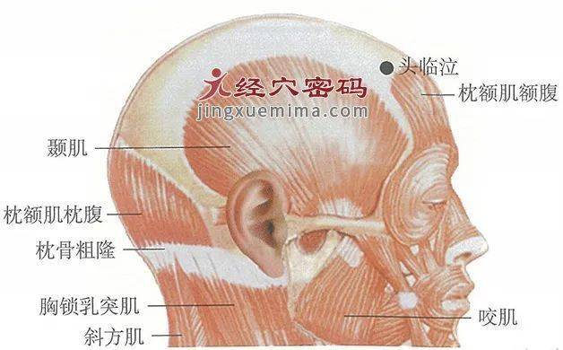 它是畅通鼻窍的特效穴..._穴位