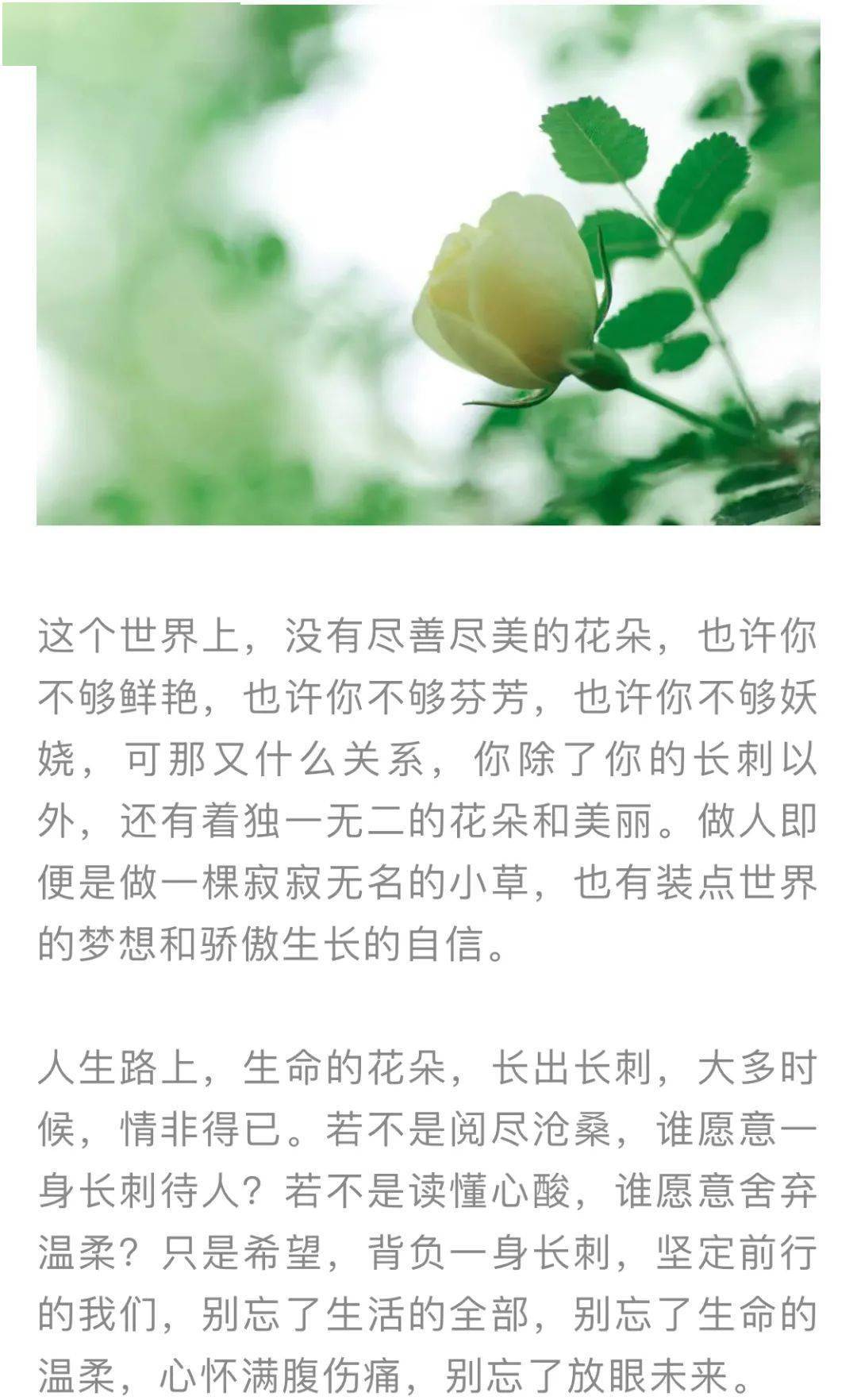 【週末品讀】善良自帶鋒芒,溫柔且有力量