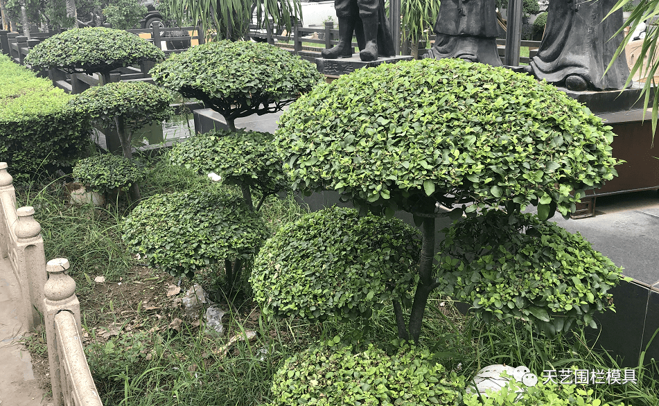 小叶女贞造型树,通过人工修剪成形,形态各异,多为圆柱状或云片型,丛生