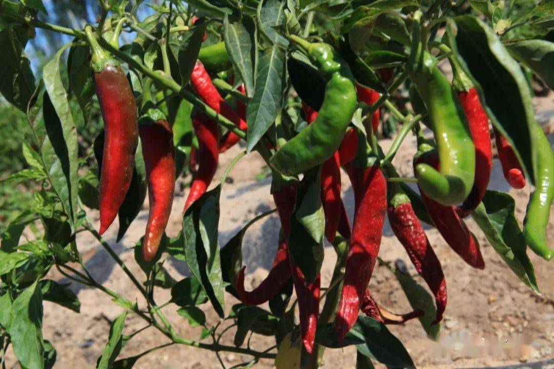 巴彦淖尔的小辣椒点燃火辣辣的产业激情