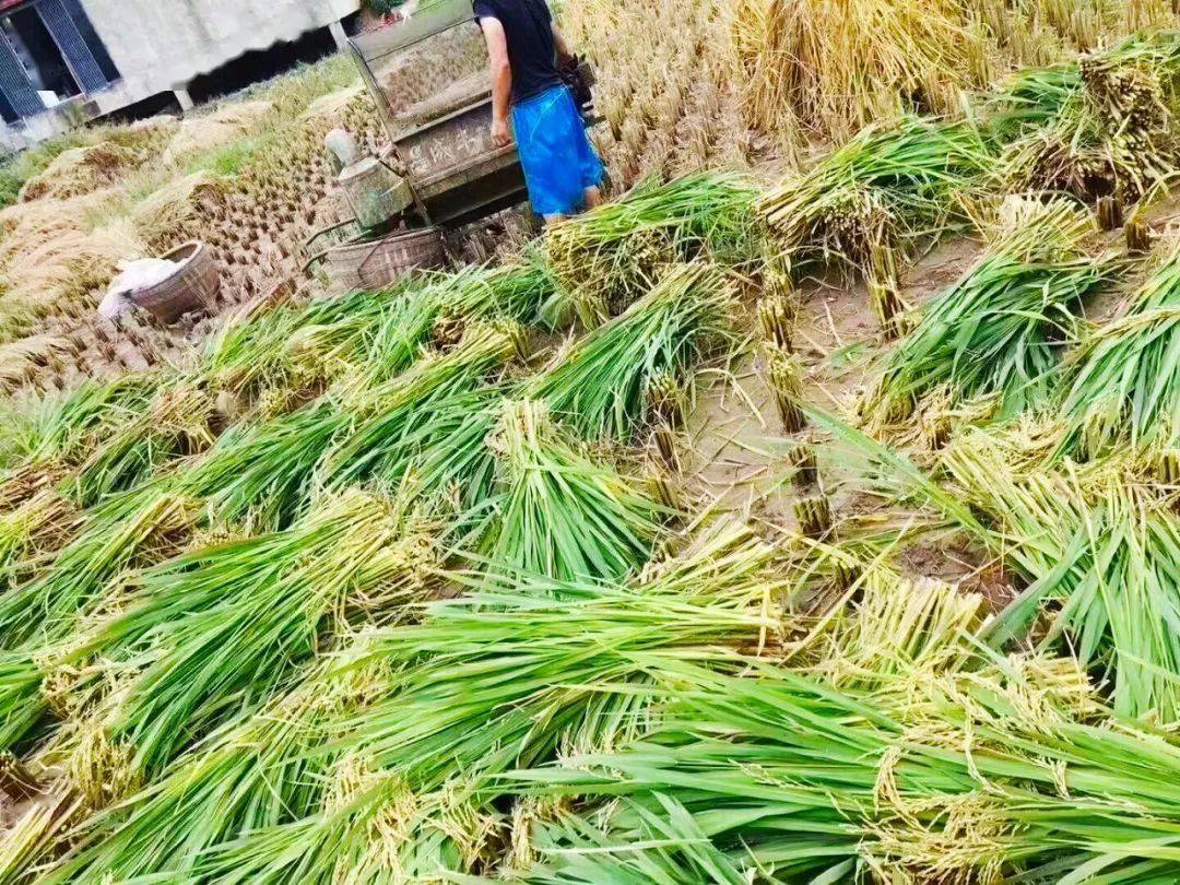 这些人请速回峨眉,因为…_谷子