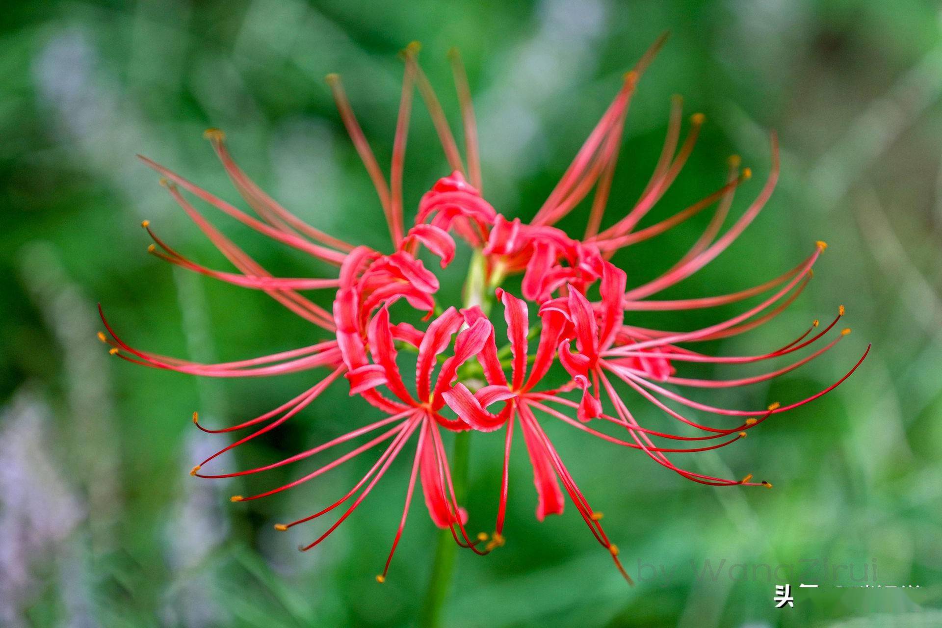 彼岸花 花叶不相见 球根有剧毒 叶子