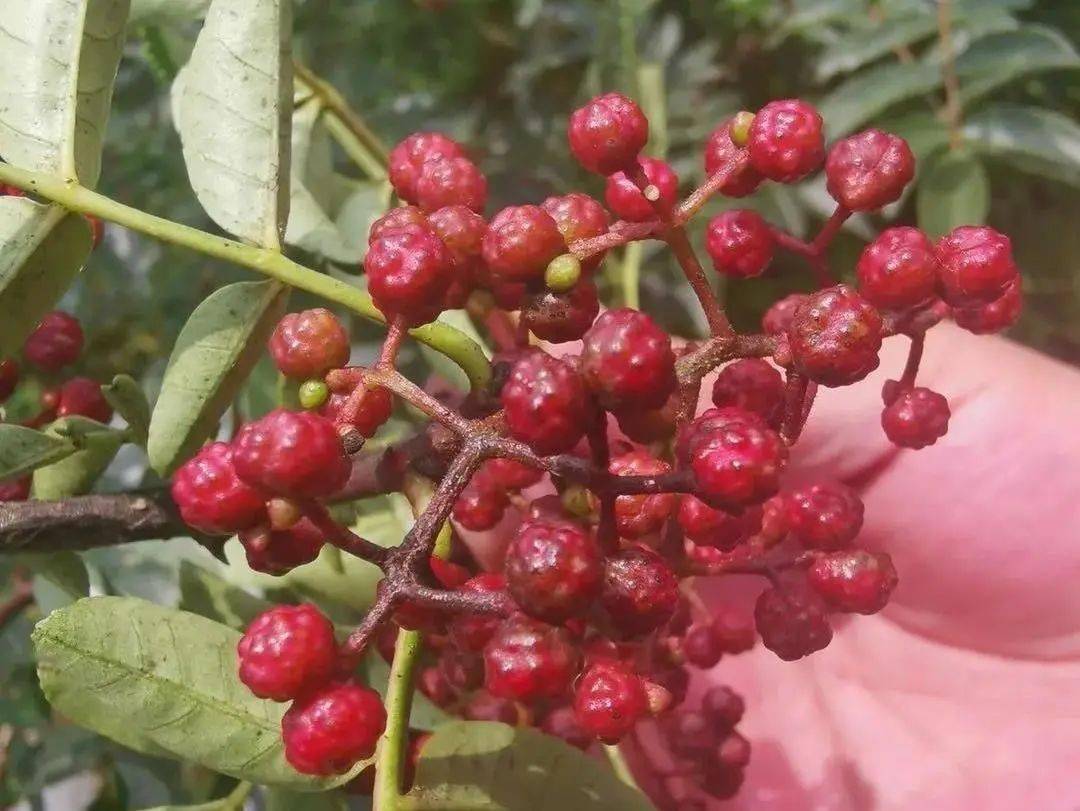 烹饪大师眼里的汉源花椒