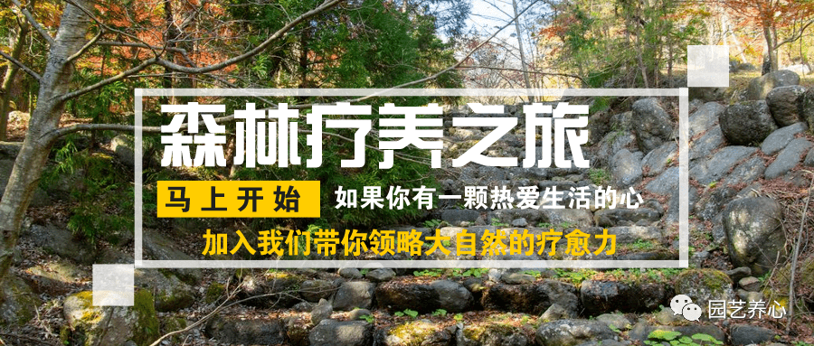 森林疗养 | 森林如何疗愈我们的身体?_自然