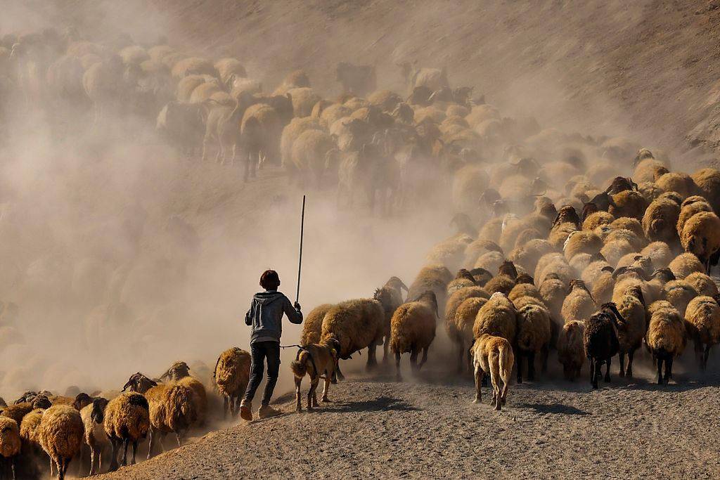 土耳其羊群浩浩荡荡"大迁徙"