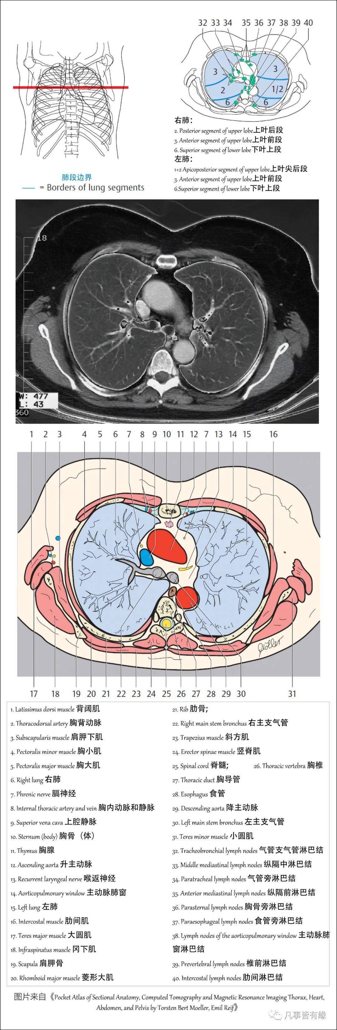 胸部断层解剖胸部及心肺基础知识复习