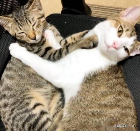 狸花猫被当垫脚石竟一脸习以为常 好朋友就是用来 欺负 的 时候