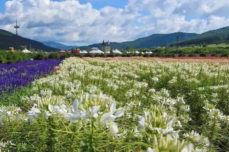 繁花似錦 花香飄逸