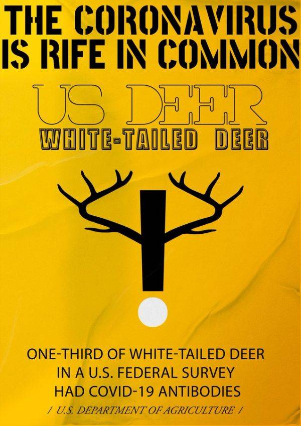 研究|研究发现美国40%的野生白尾鹿感染过新冠病毒