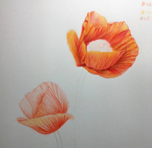 彩铅教程 | 罂粟花