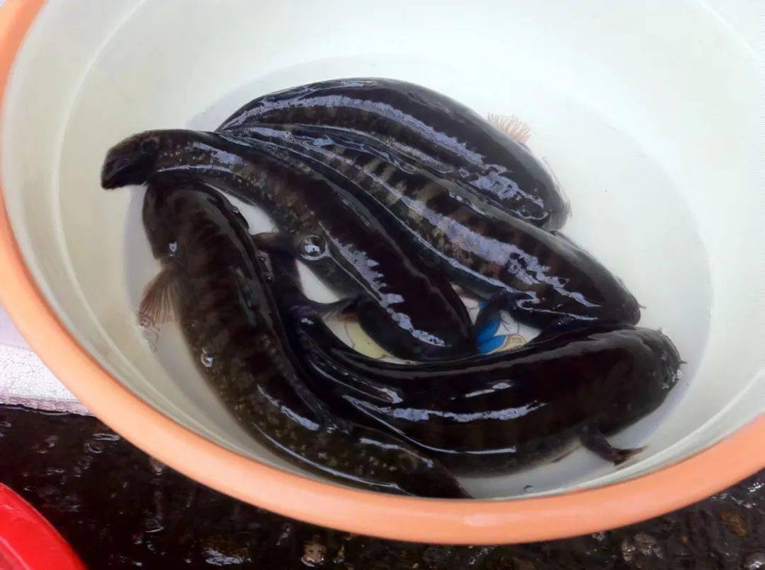 这种野鱼,逮到的都是单数!比中国最贵红薯还贵,壮阳大补之物!