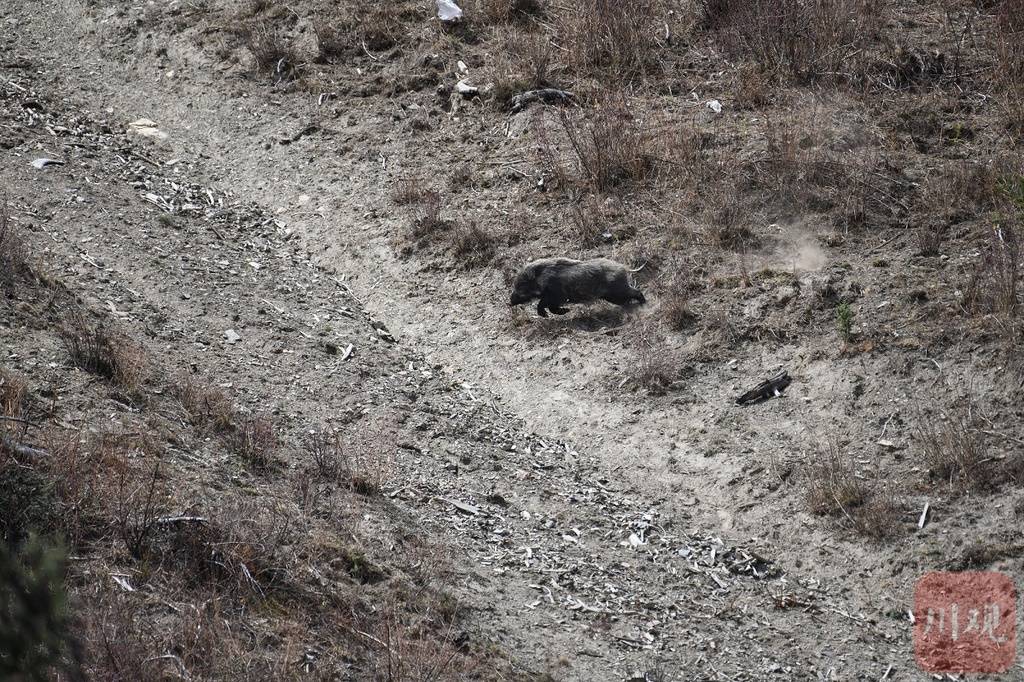 四川野猪毁坏农作物造成约2.15亿损失,持枪证下不来