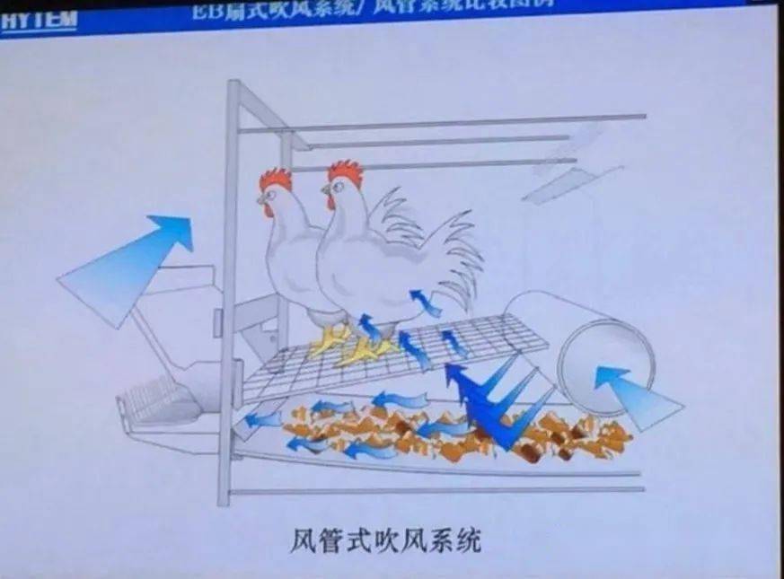 如何做好鸡舍的通风管理工作这几个原则要注意