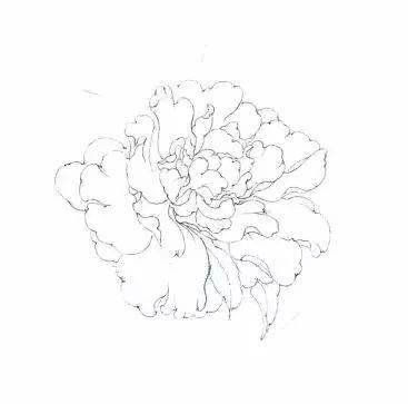 粉红牡丹花画法步骤 步骤一:淡墨勾花瓣及小叶,勾线时注意停顿,转折