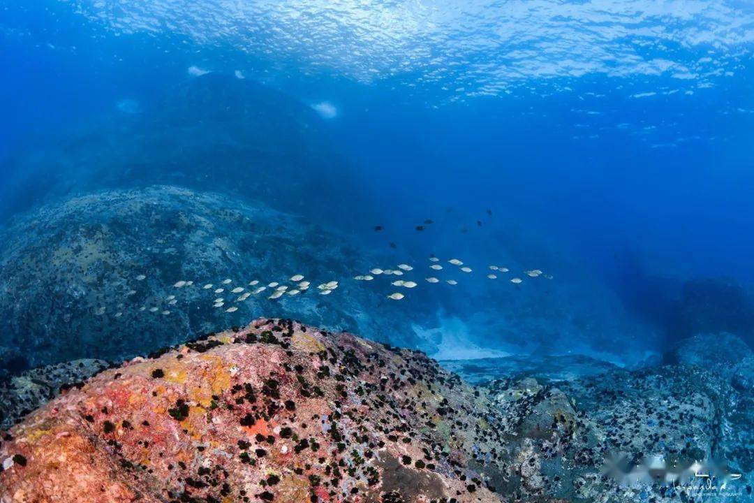 平时的蚊尾洲,能见度基本能有10多米,已经是万山群岛这边最有保证的一