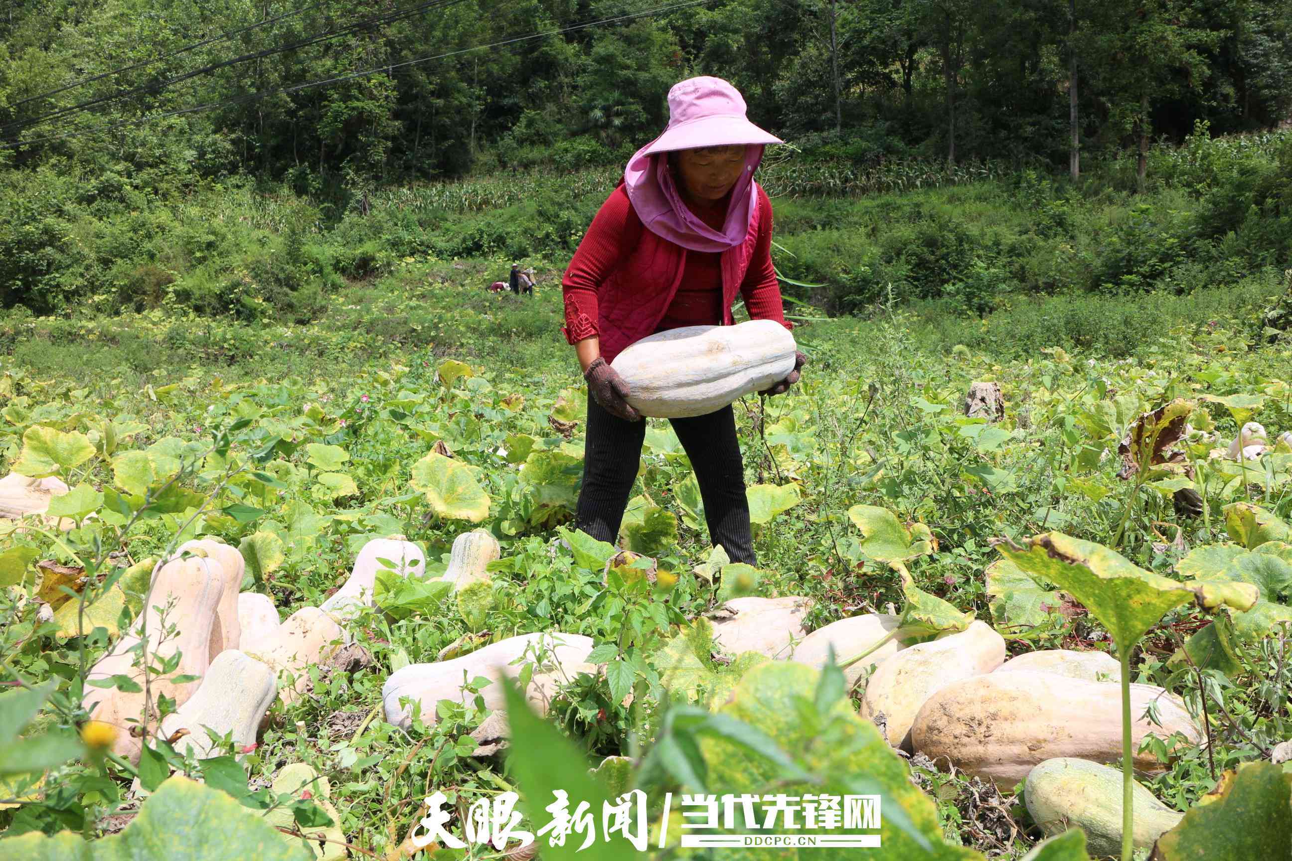 黔西:万亩蜜本南瓜丰收上市