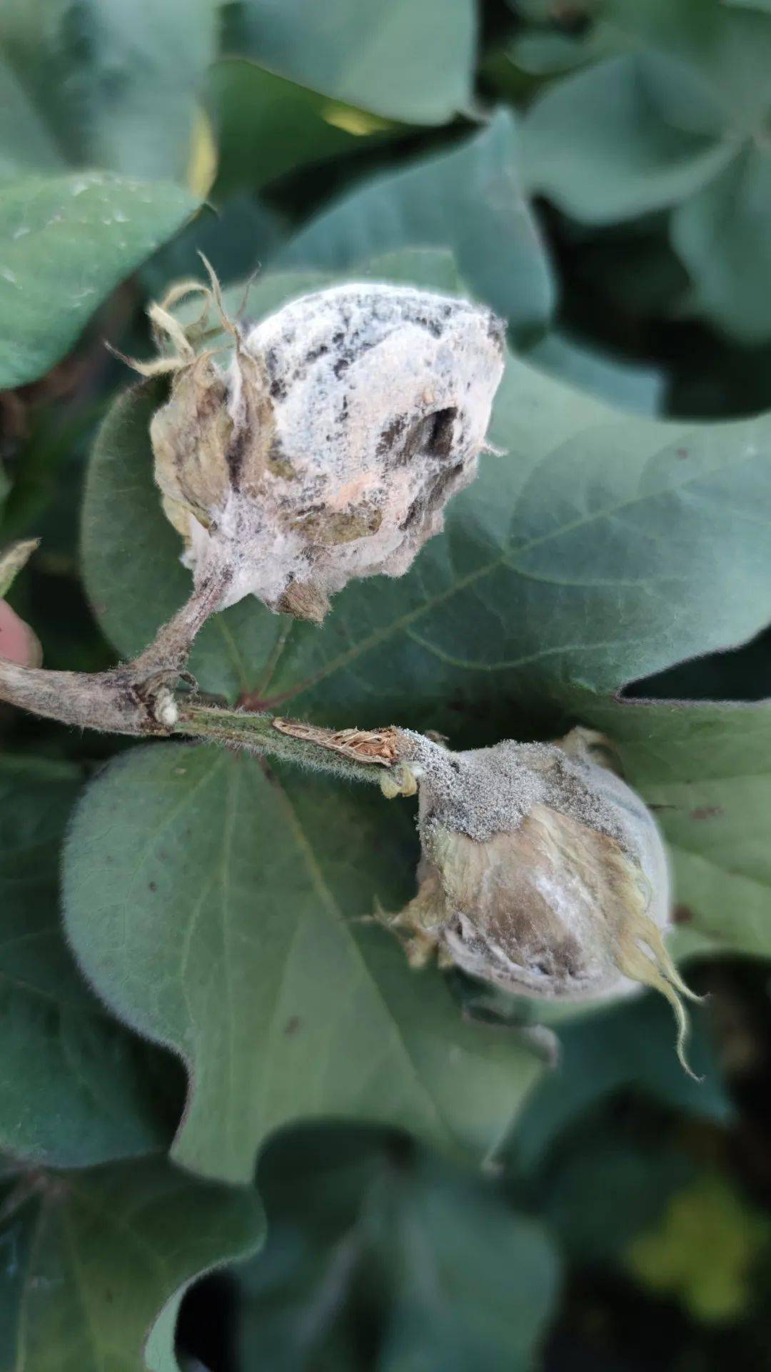 棉花烂铃原因及防治