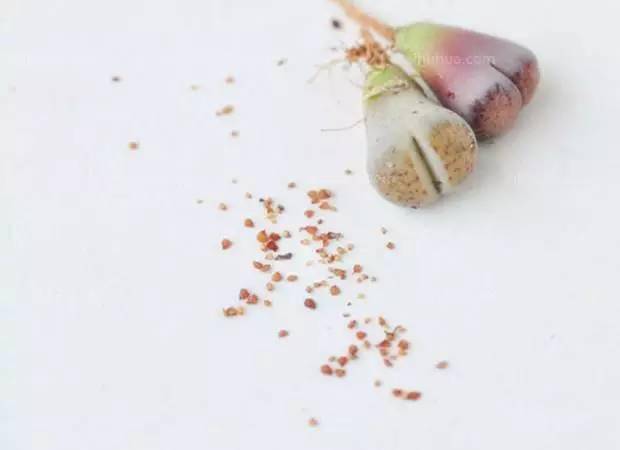 多肉植物种子种植储存及种植方法 条件下