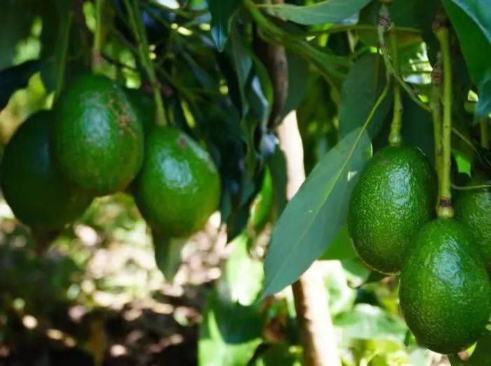 德昌:本地牛油果即将上市!_种植