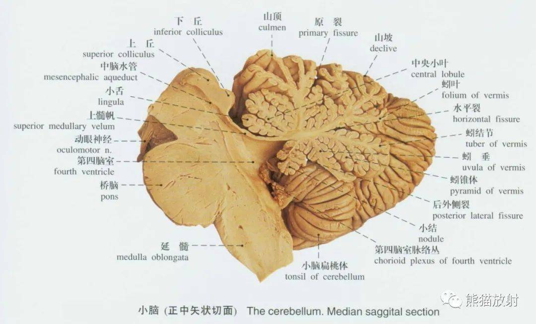系统解剖标本图谱丨脊髓,脑