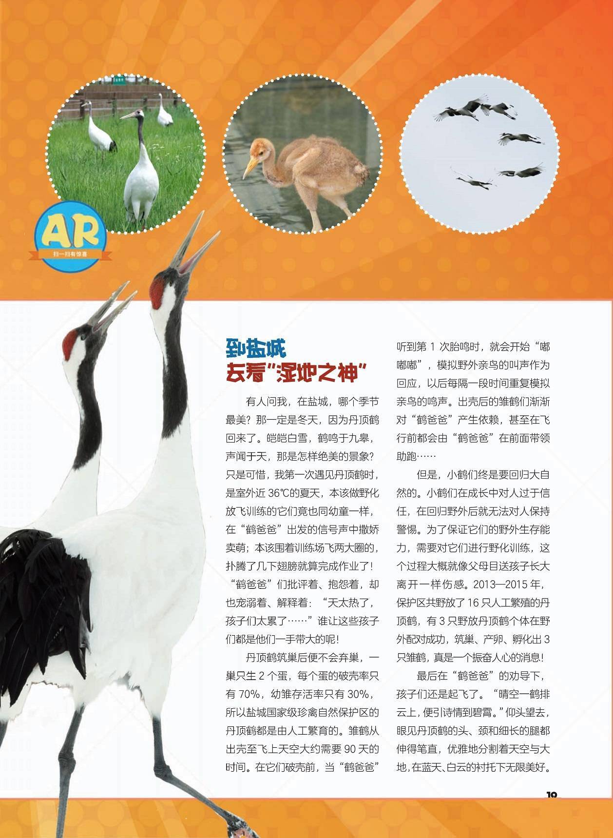 丹顶鹤为什么叫仙鹤?