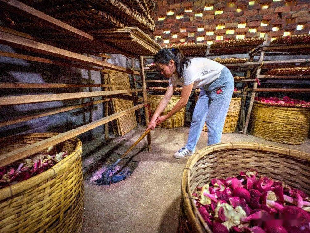 探秘丨大田深山里的"山珍之王",红红红……_红菇