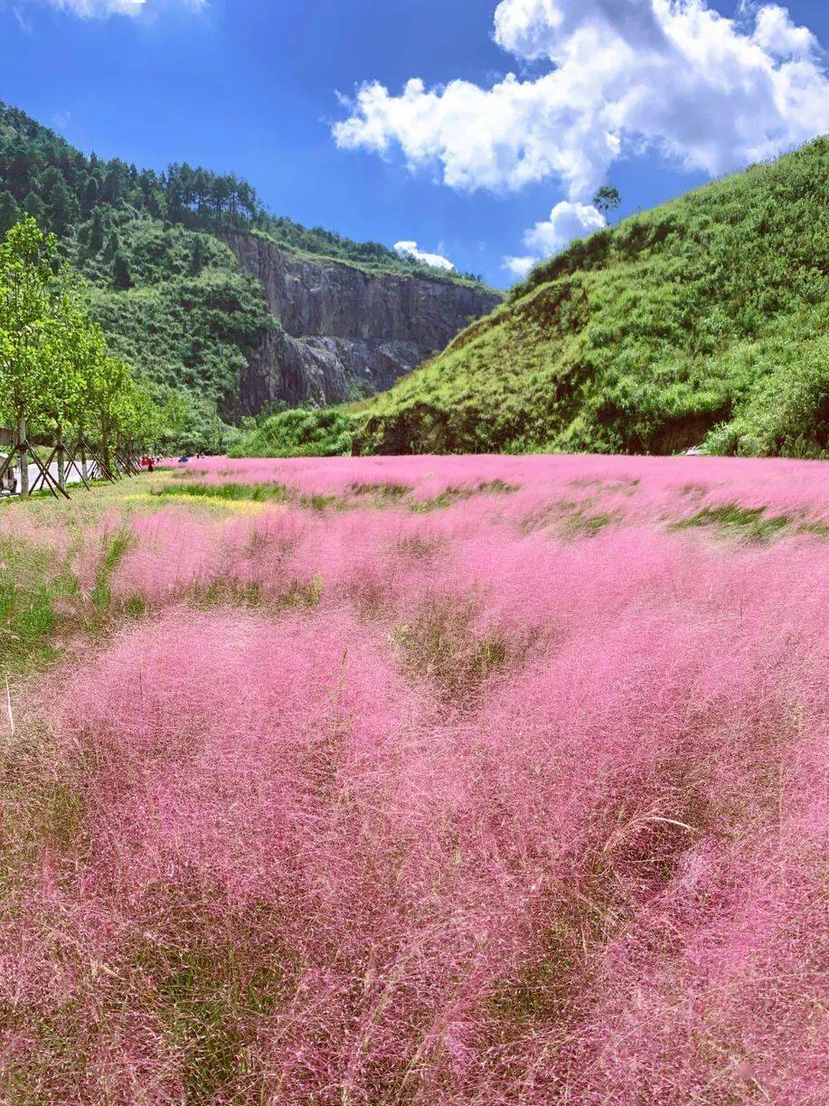 都匀花海图片