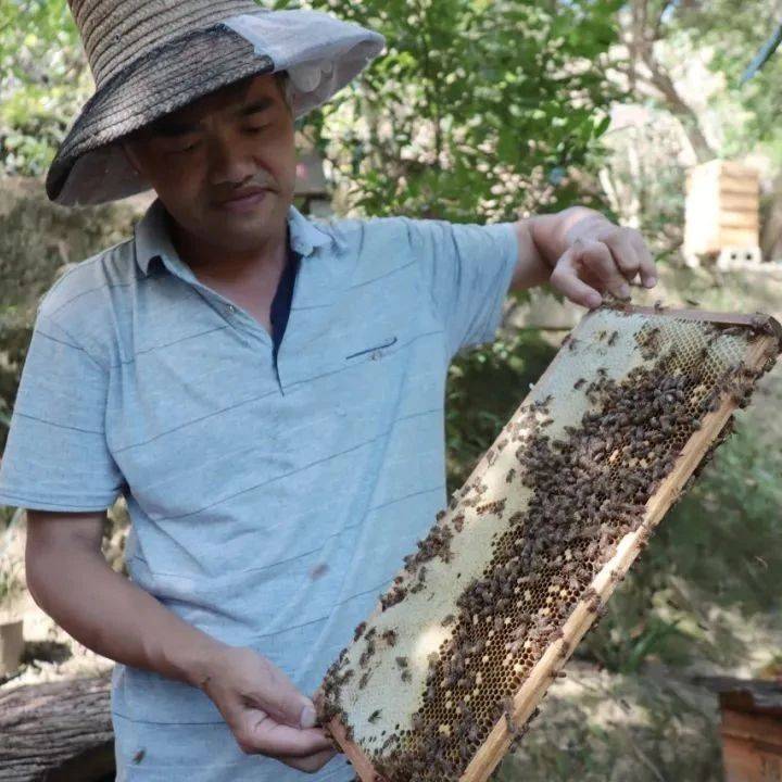 这边“蜂”景独好!_东上乡