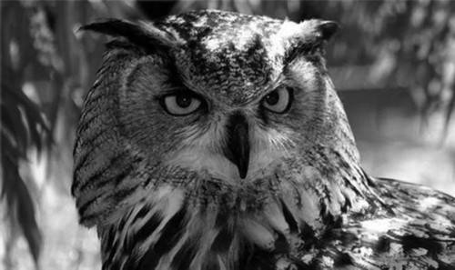 夜间|《云南虫谷》虫子戏氛围感十足