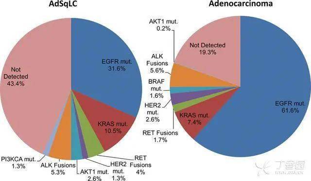 什么是基因突变有什么特征 c9cd7d482f424fcc9ae1906660ac2420.jpeg