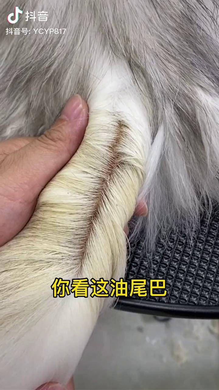 深圳宠物店猫咪油尾巴猫咪油尾巴如何去